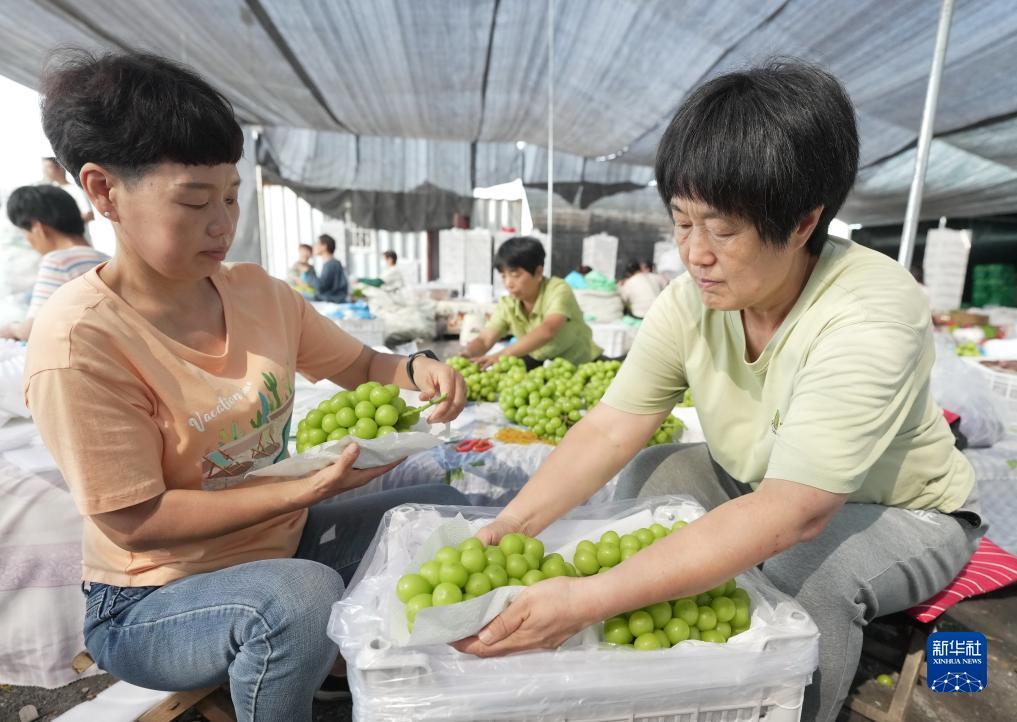 太阳城游戏官方网址